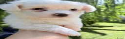 Maltese cani in vendita: Maltese - Annuncio 2