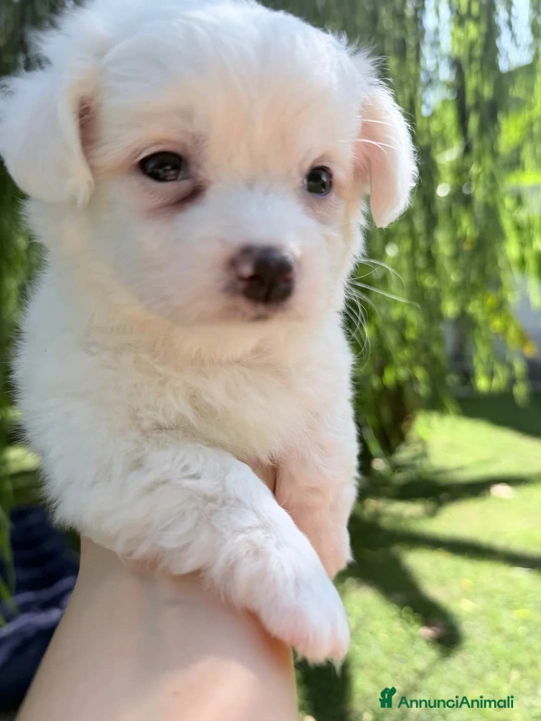 Maltese cani in vendita: Maltese - Annuncio 2
