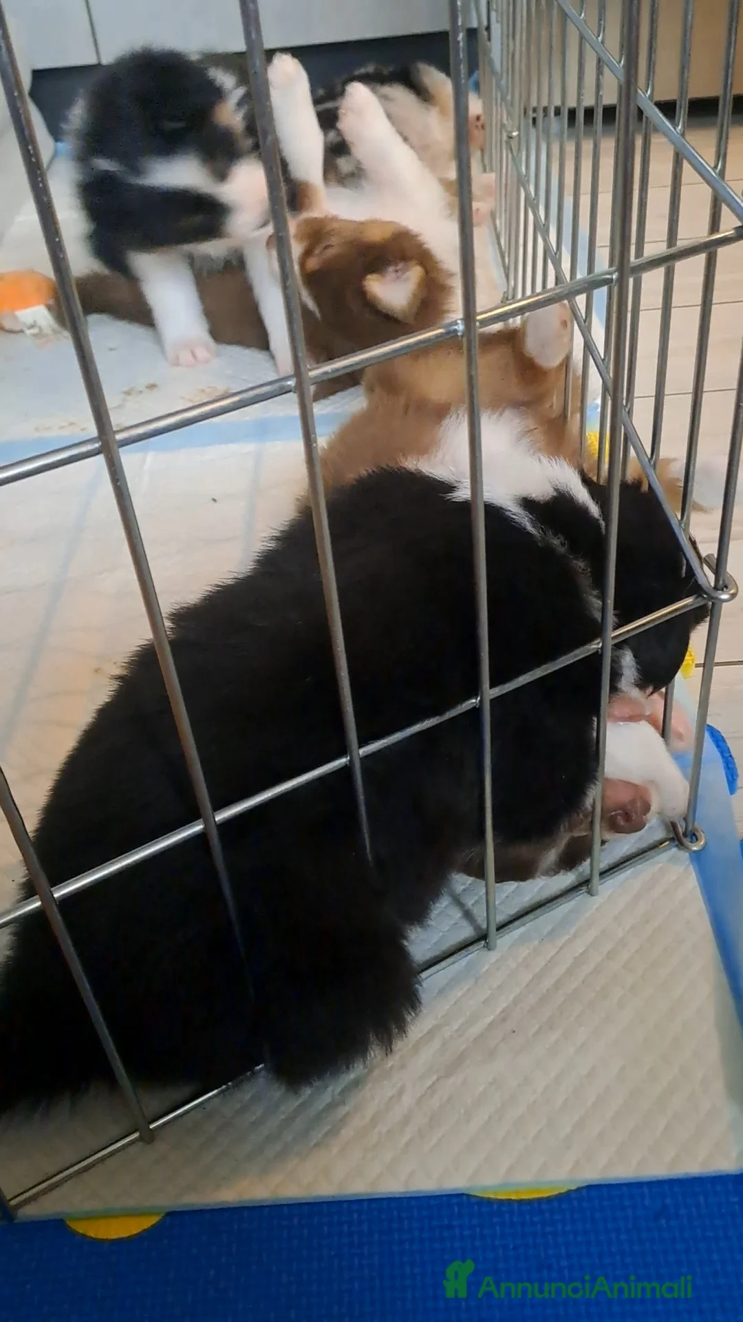 Australian Shepherd cani in vendita: Vendita cuccioli australian  shepherd  - Annuncio 7