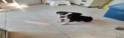 Meticcio cani in regalo: Bobo cucciolo adorabile aspetta la sua mamma - Annuncio 6