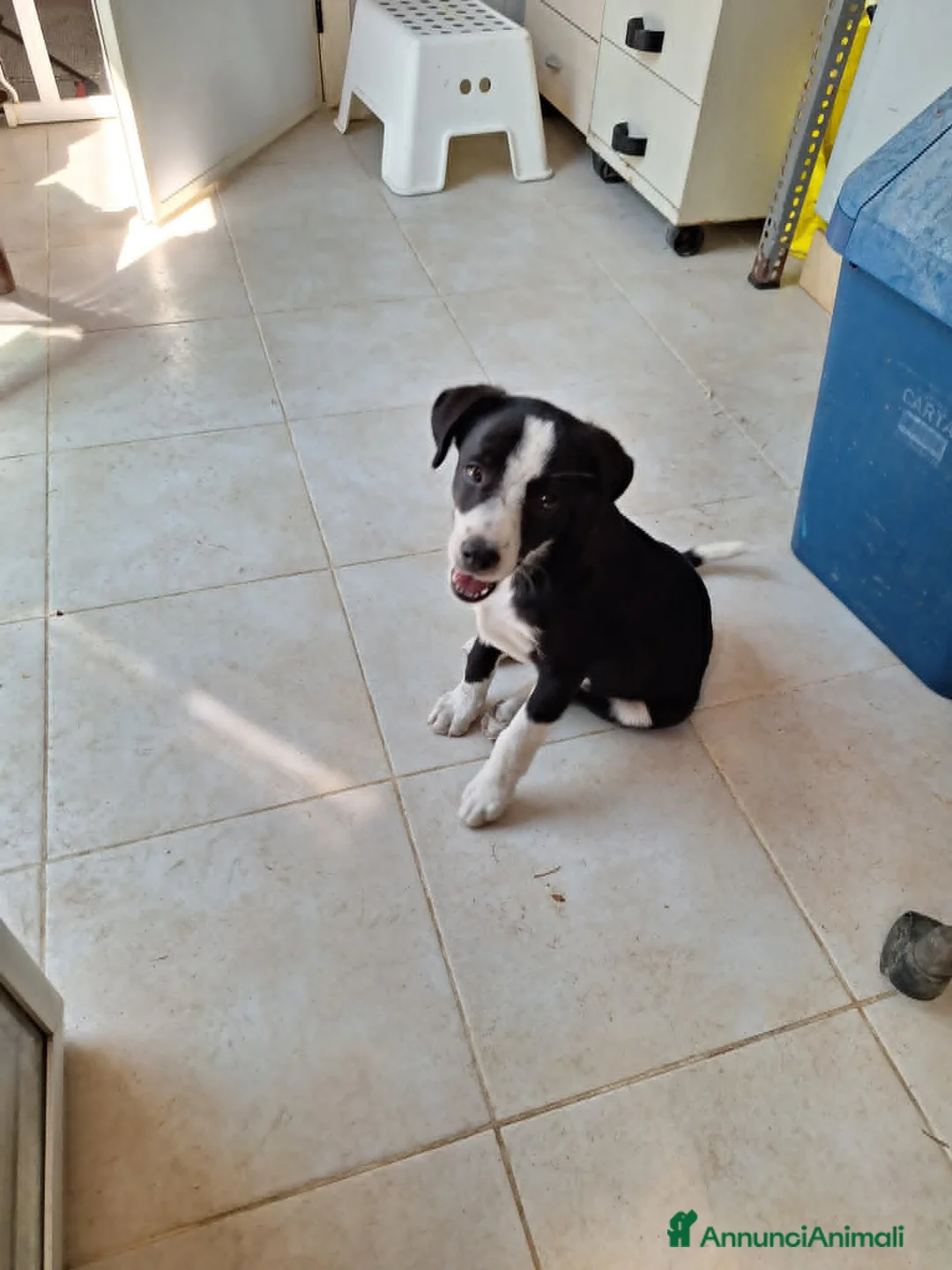 Meticcio cani in regalo: Bobo cucciolo adorabile aspetta la sua mamma - Annuncio 6