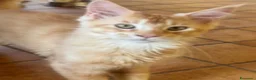 Maine Coon gatti in vendita: MAINE COON MASCHIO XL rosso/bianco pedigree  - Annuncio 6