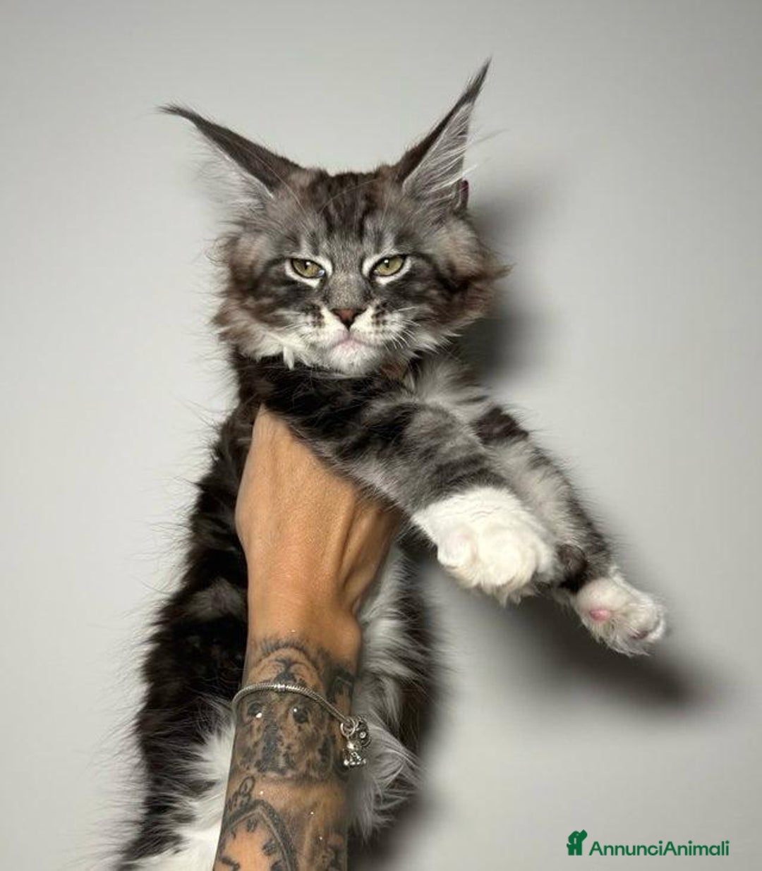 Maine Coon gatti in vendita: Dolcissimi e sani gattini pronti per una nuovacasa - Annuncio 5