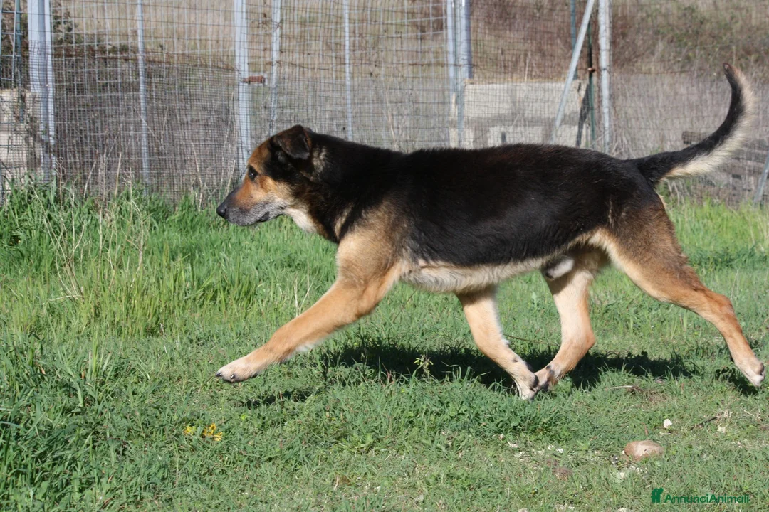 Meticcio cani in regalo: Perseo spera sempre di uscire dal canile - Annuncio 4