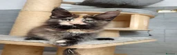 Maine Coon gatti in vendita: Femmine maine coon con pedigree Fife  - Annuncio 1
