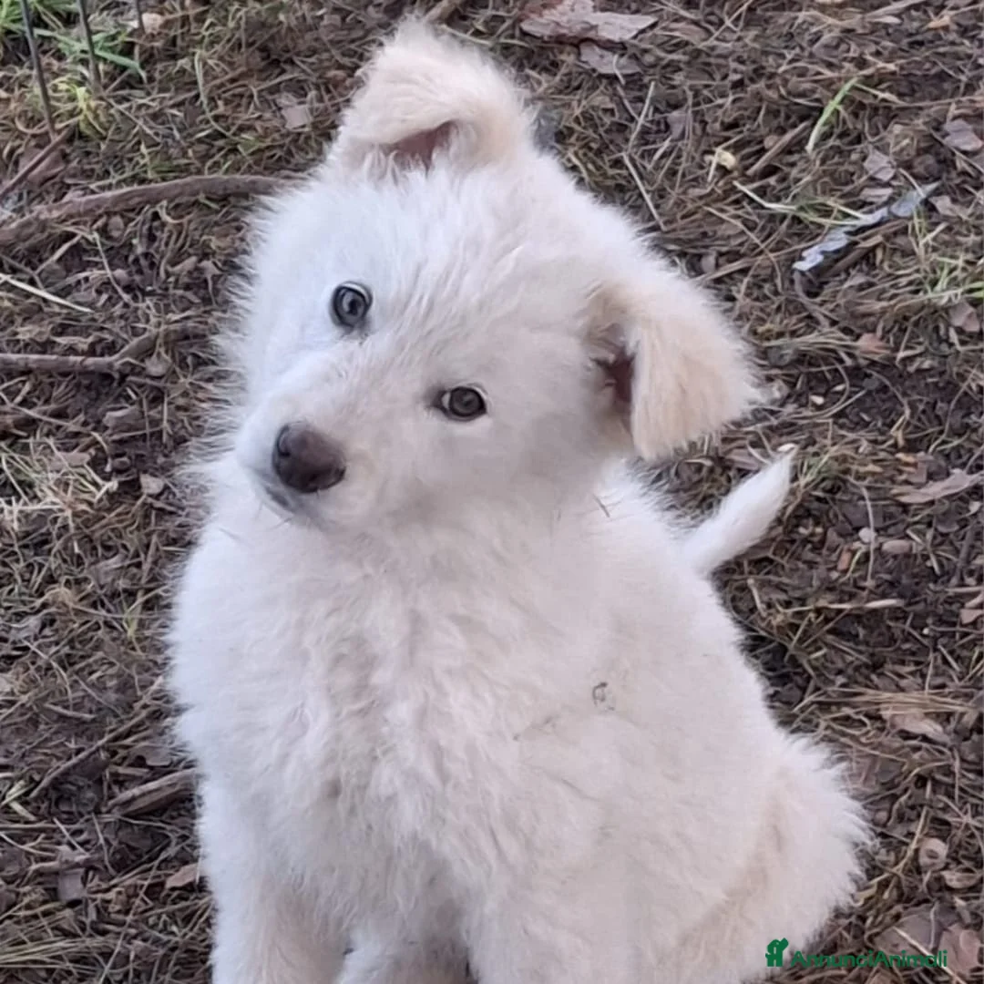 Meticcio cani in regalo: GAIA 🩷-cucciola mix pastore, chiami per lei? 🙏🏻 - Annuncio 1