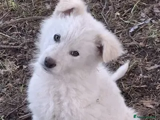 Meticcio cani GAIA 🩷-cucciola mix pastore, chiami per lei? 🙏🏻 - Annuncio 3