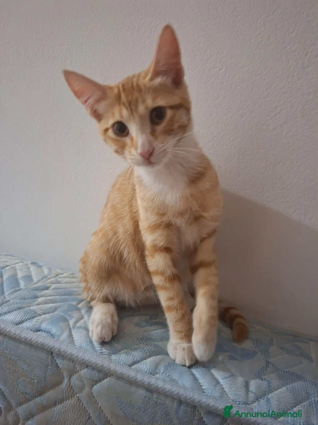 Meticcio gatti in regalo: GATTINI ROSSI  a Provincia di Crotone - Annuncio 6
