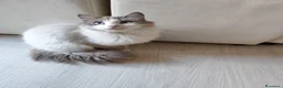 Ragdoll gatti in vendita: Maschietto Ragdoll  - Annuncio 2