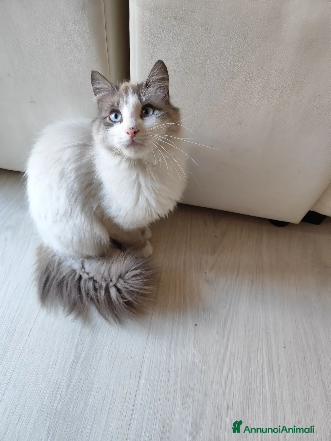 Ragdoll gatti in vendita: Maschietto Ragdoll  - Annuncio 2