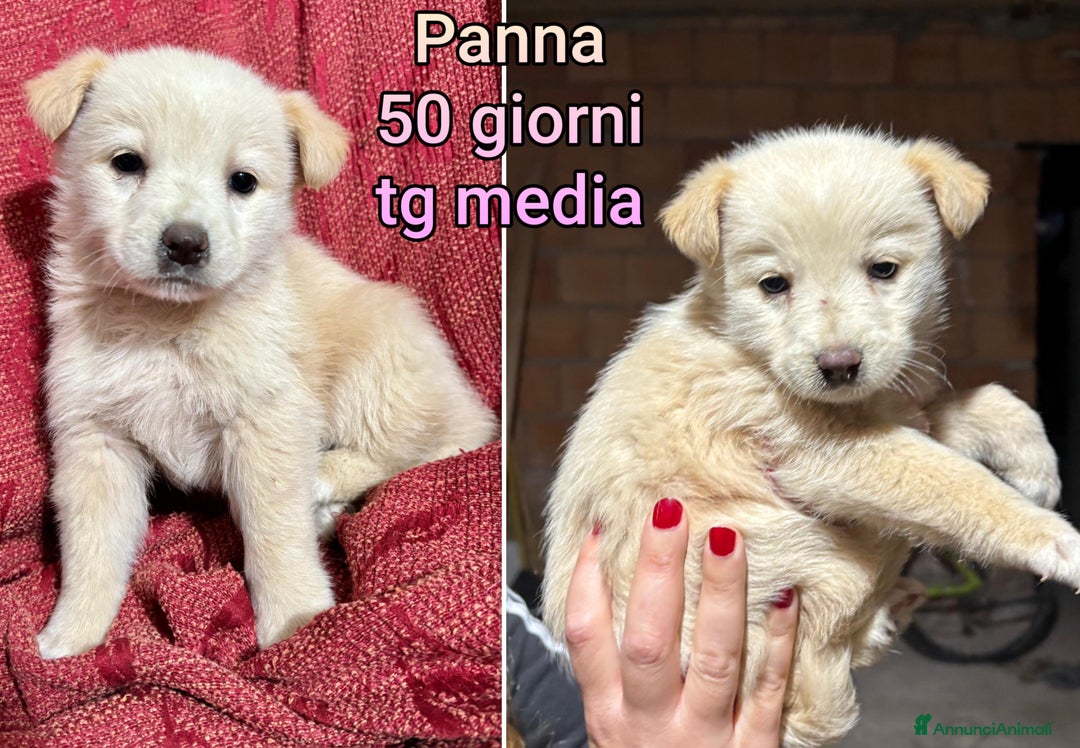Meticcio cani in regalo: TANTI CUCCIOLI SOLI! - Annuncio 5