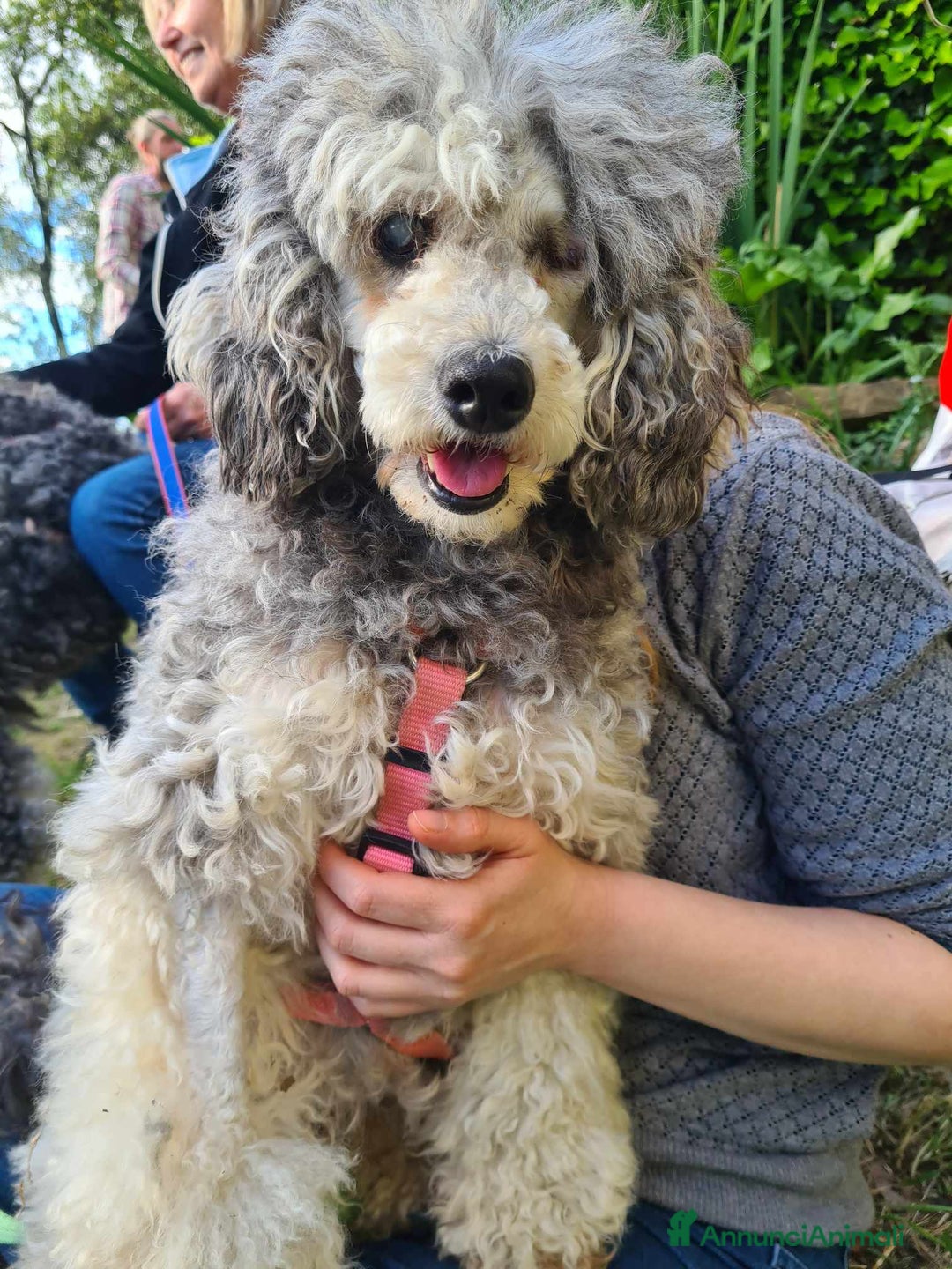 Barboncino cani in regalo: FRAGOLA & CILIEGIA, simpaticissime BARBOCINE - Annuncio 15