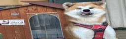 Akita Inu cani per accoppiamento: Akita Inu maschi per monta a Città metropolitana di Palermo - Annuncio 5