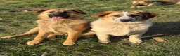 Meticcio cani in regalo: ANNIE, cucciola mix PASTORE TEDESCO! Stupenda - Annuncio 2