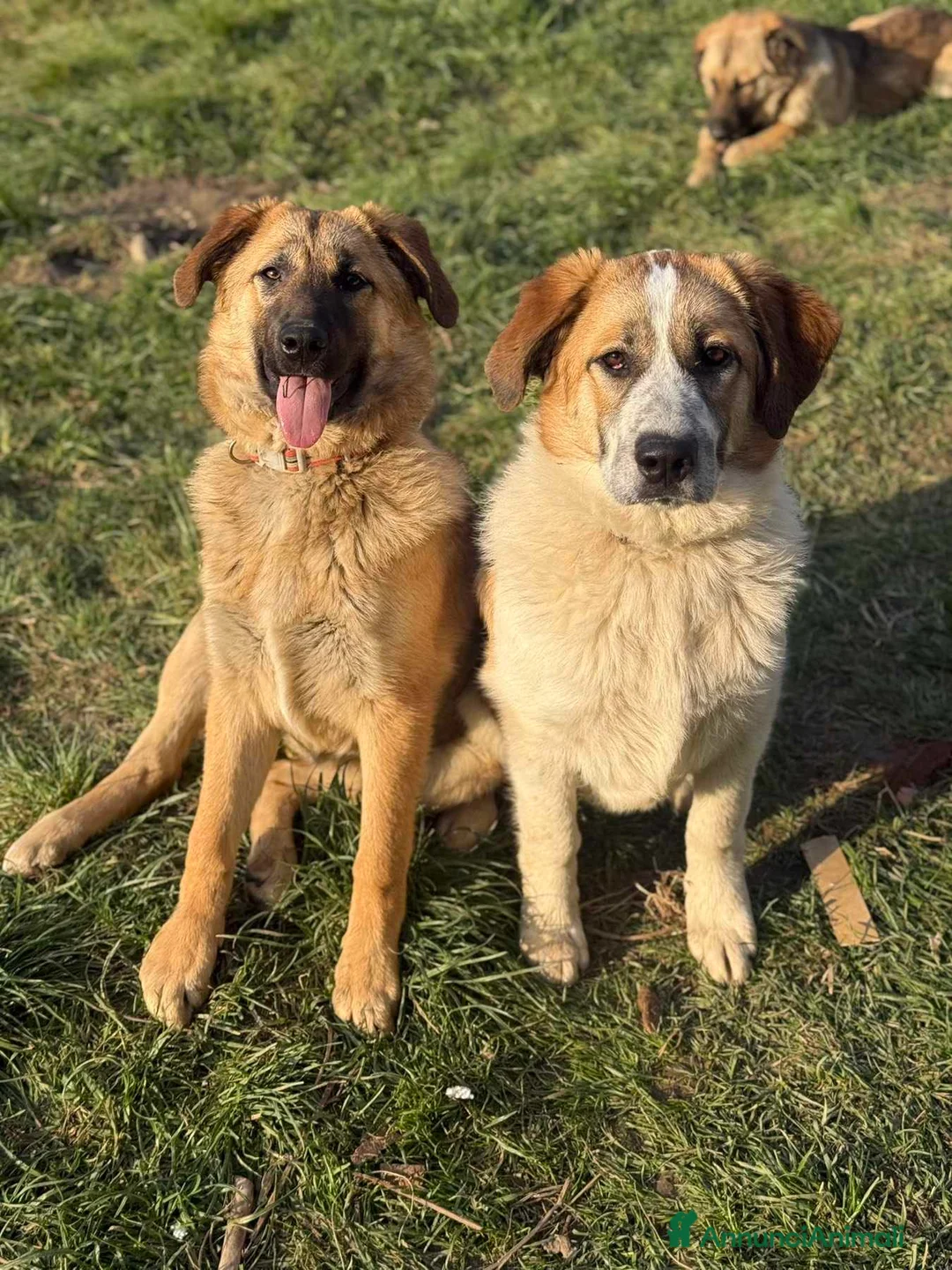 Meticcio cani in regalo: ANNIE, cucciola mix PASTORE TEDESCO! Stupenda - Annuncio 2