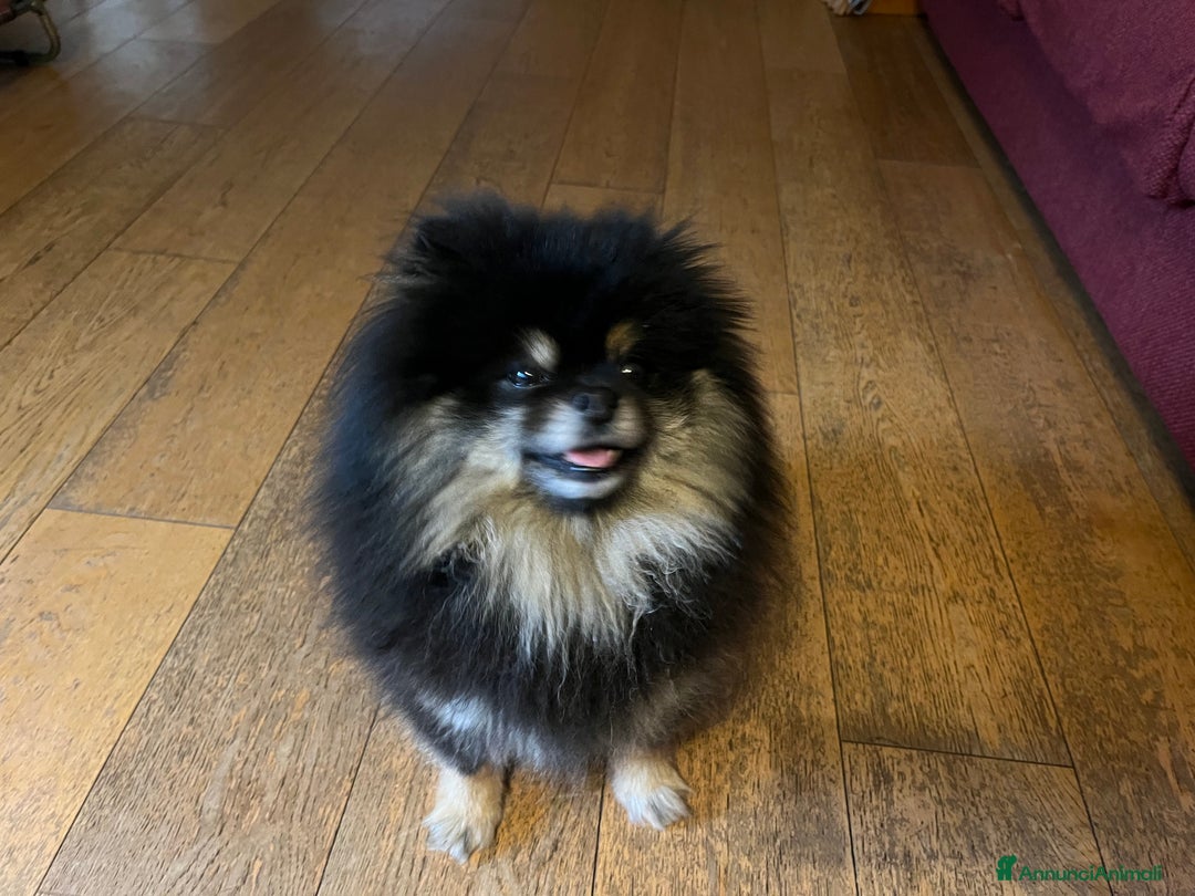 Spitz cani per accoppiamento: Cercasi femmina di spitz per accoppiamento - Annuncio 2