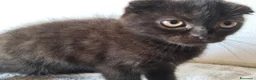 Scottish gatti in vendita: Gatti schottish  - Annuncio 5