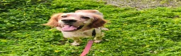 Setter Inglese cani in regalo: Bijou cerca casa 🏡 - Annuncio 12