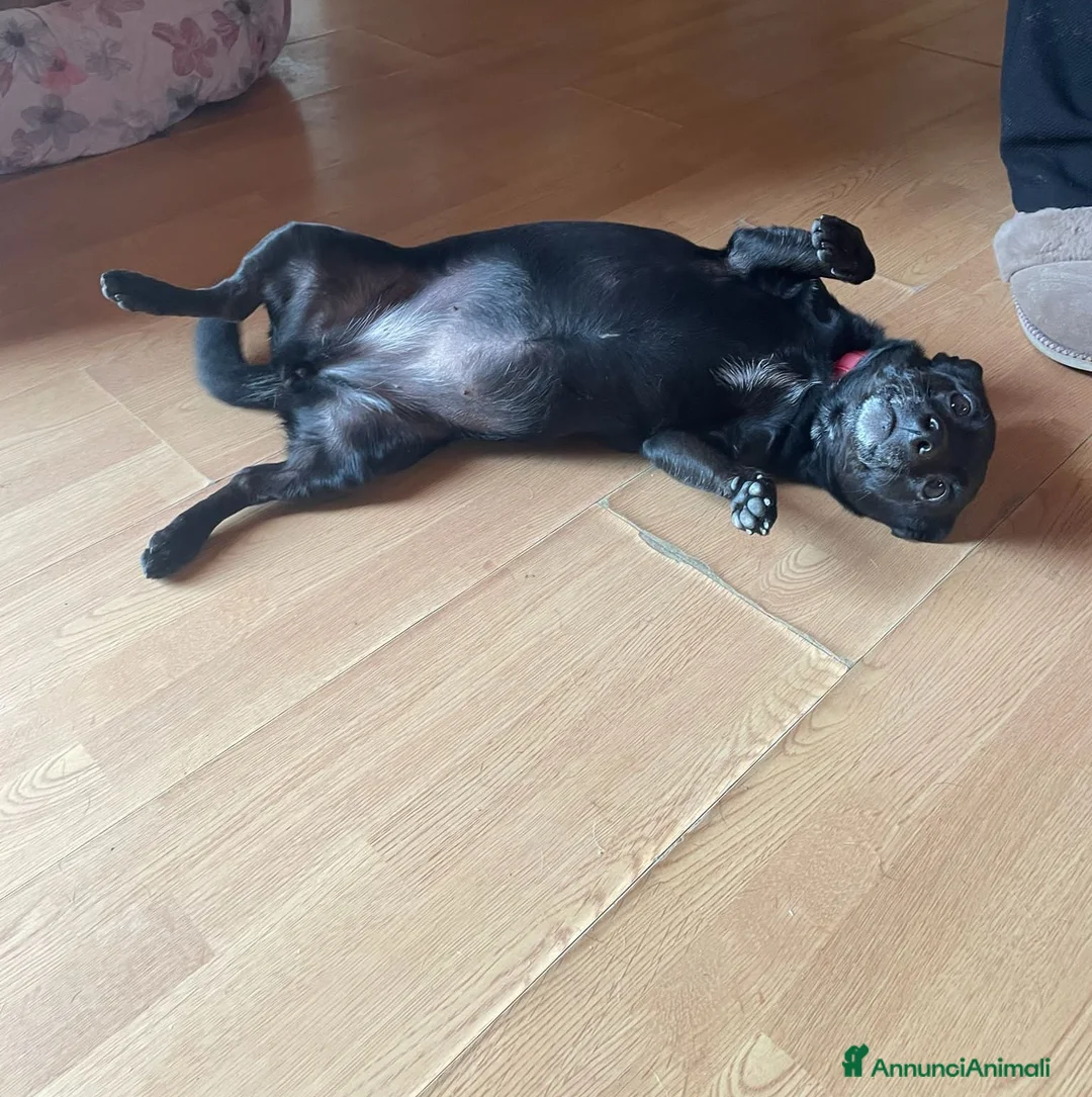 Meticcio cani in regalo: Orsetta, meravigliosa cagnolina cerca casa - Annuncio 3