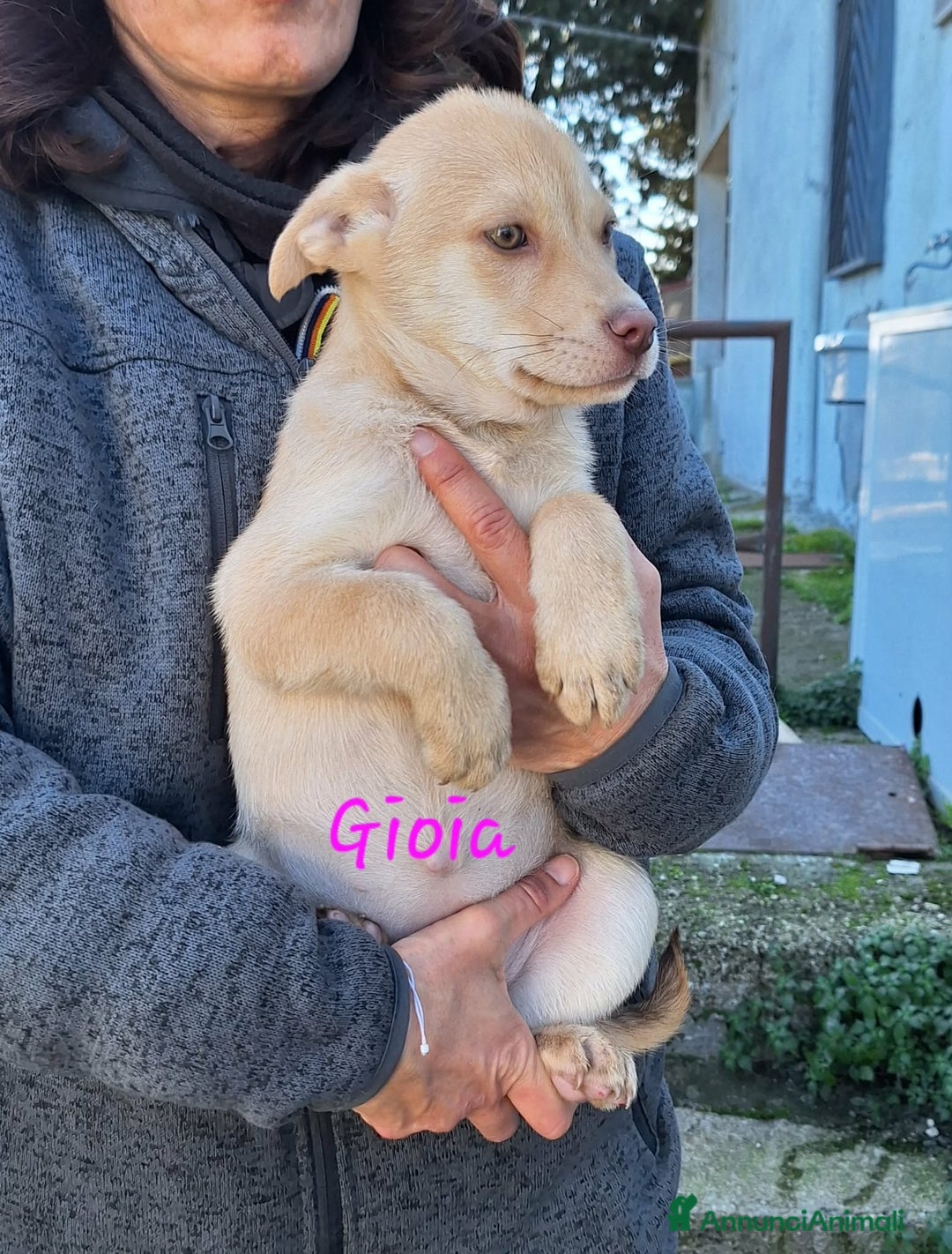 Meticcio cani in regalo: Gioia in adozione - Annuncio 1