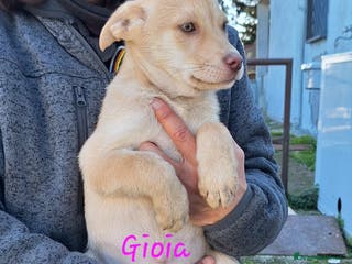 Meticcio cani Gioia in adozione - Annuncio 38
