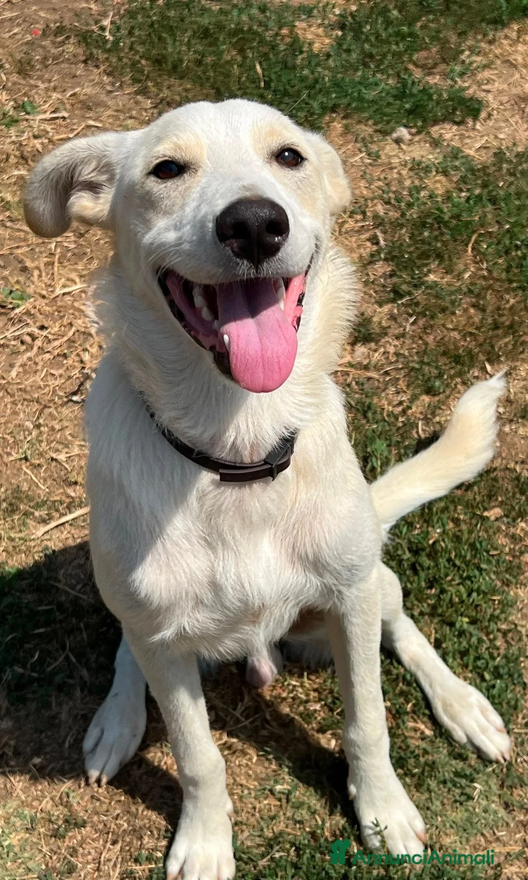 Meticcio cani in regalo: Pluto a Provincia di Savona - Annuncio 10