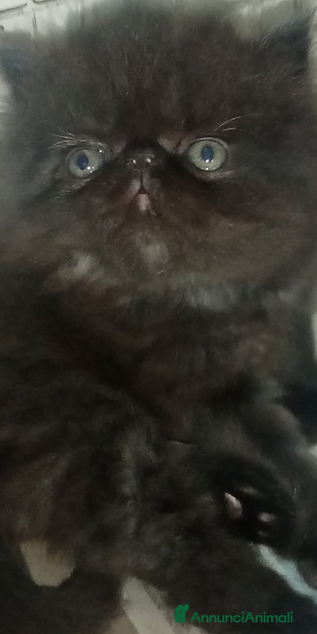 Persiano gatti in vendita: Cuccioli gatto Persiano pura razza  - Annuncio 3