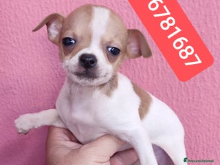 Chihuahua cani CHIHUAHUA ultimi coccolini - Annuncio 1