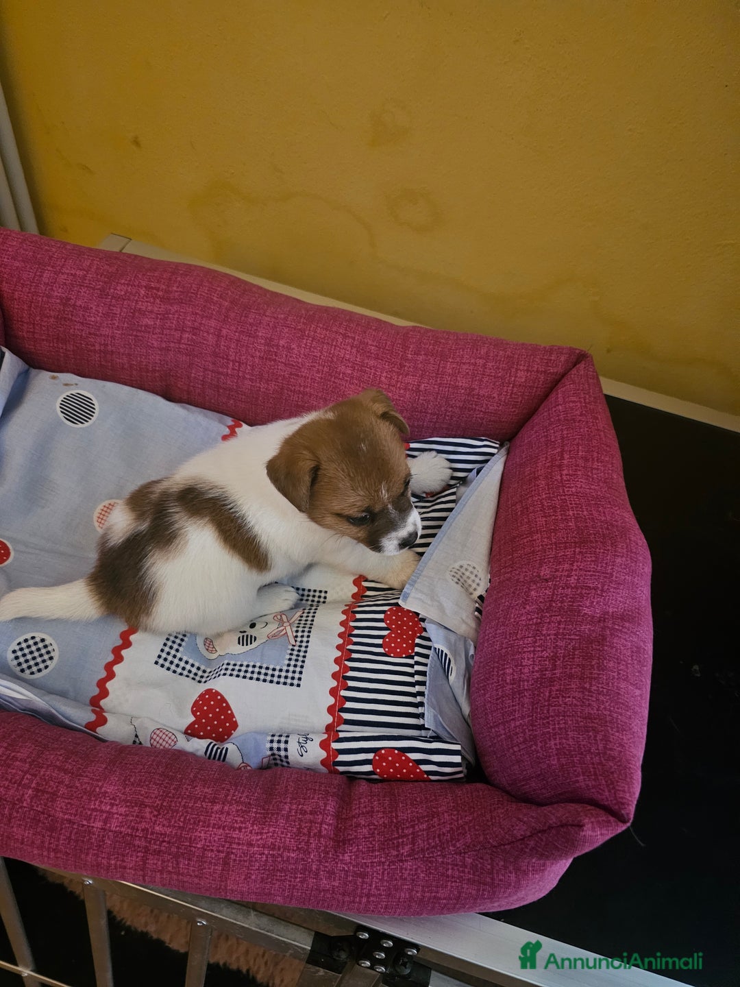 Jack Russell cani in vendita: Jack russel cucciole - Annuncio 7