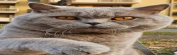British gatti in vendita: Scottish  - Annuncio 8