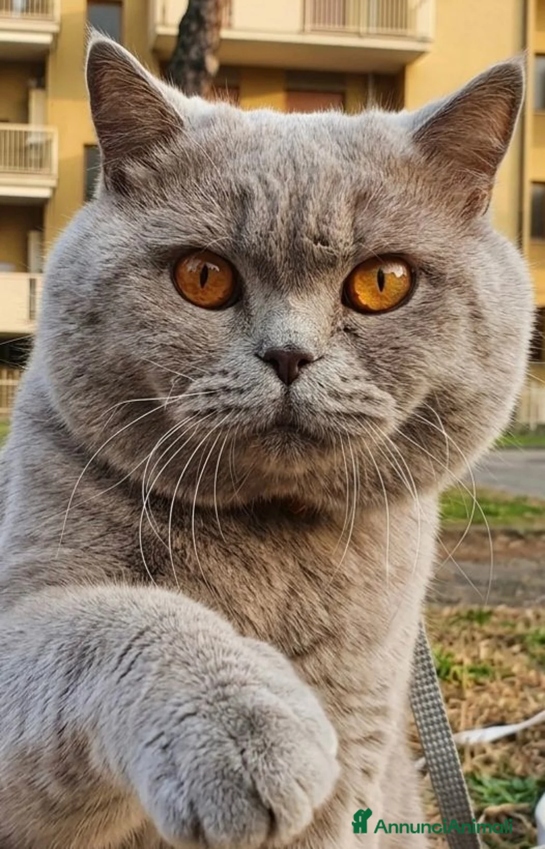 British gatti in vendita: Scottish  - Annuncio 8