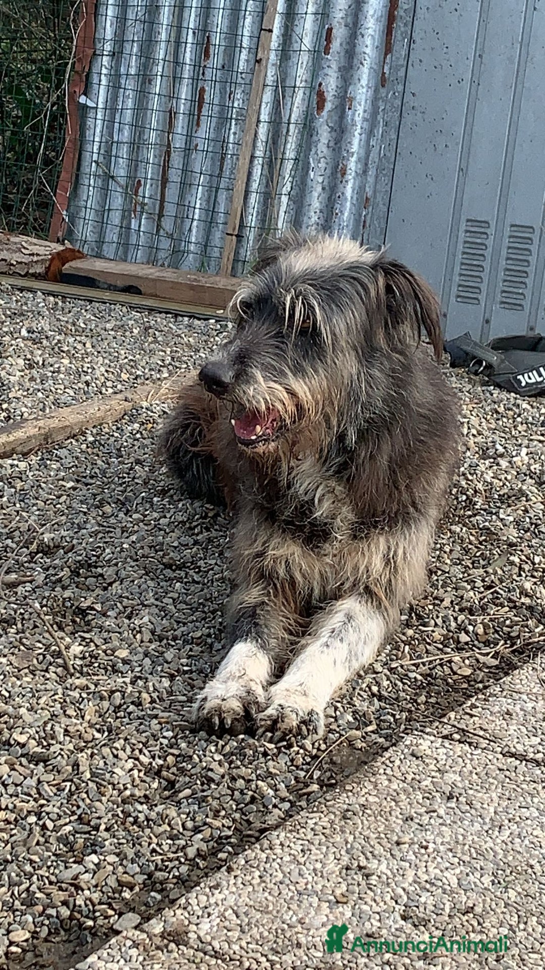 Meticcio cani in regalo: Benji un gigante affettuosissimo a Città Metropolitana di Milano - Annuncio 12