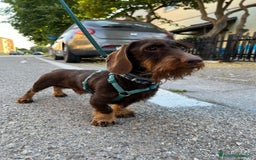 Bassotto cani per accoppiamento: Cercasi monta per il mio bassotto maschio a Provincia di Livorno - Immagine 1