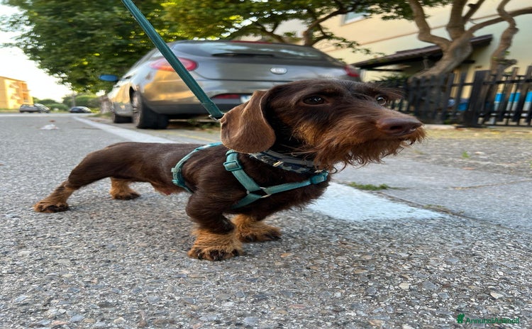 Bassotto cani a Provincia di Livorno - Annuncio 10
