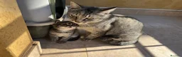 Meticcio gatti in regalo: Regalo una bellissima gattina di 1 mese circa  - Annuncio 2