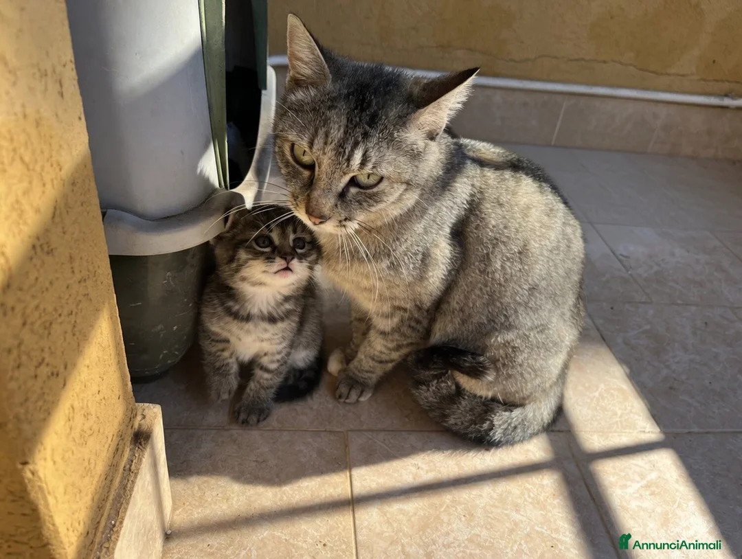 Meticcio gatti in regalo: Regalo una bellissima gattina di 1 mese circa  - Annuncio 2