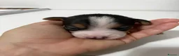 Jack Russell cani in vendita: Jack russell a Provincia di Ravenna - Annuncio 8