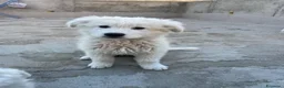 Pastore Abbruzzese Maremmano cani in vendita: Pastore maremmano  - Annuncio 2