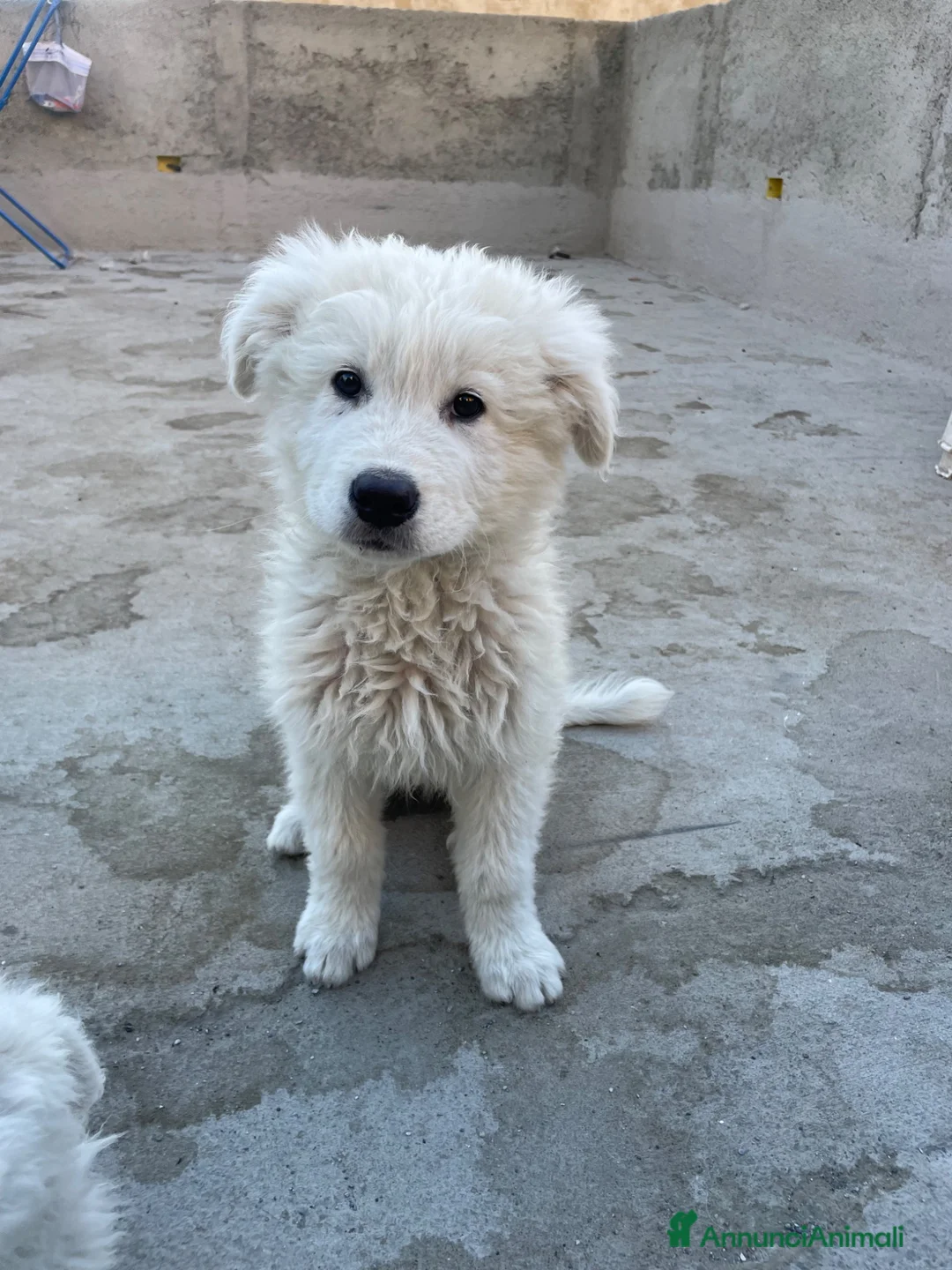 Pastore Abbruzzese Maremmano cani in vendita: Pastore maremmano  - Annuncio 2