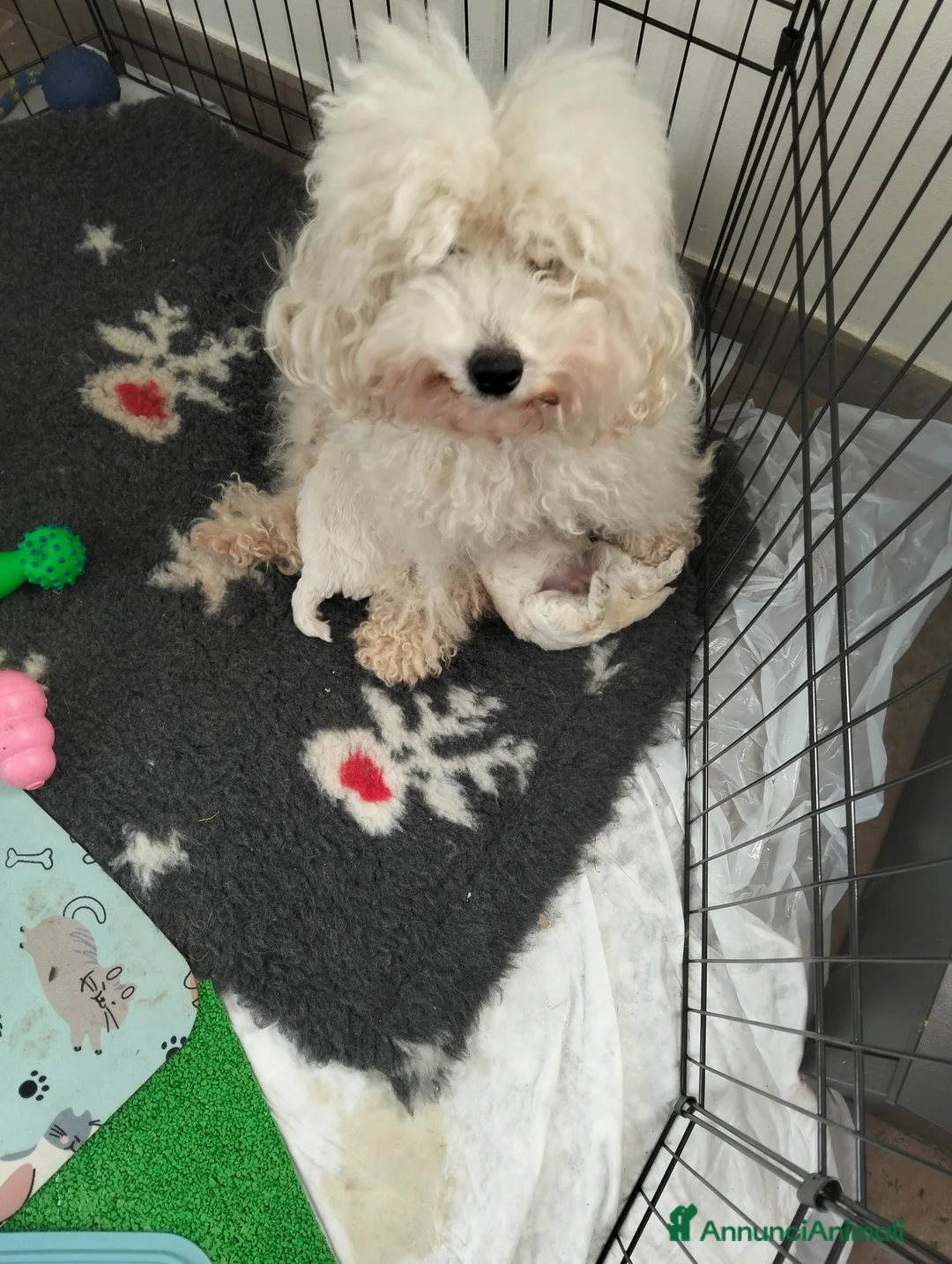 Barboncino cani in vendita: Barbone nano - Annuncio 5