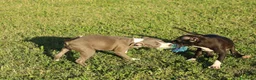 Pitbull cani in vendita: Cuccioli Pit Bull con pedigree anche a rate - Annuncio 4
