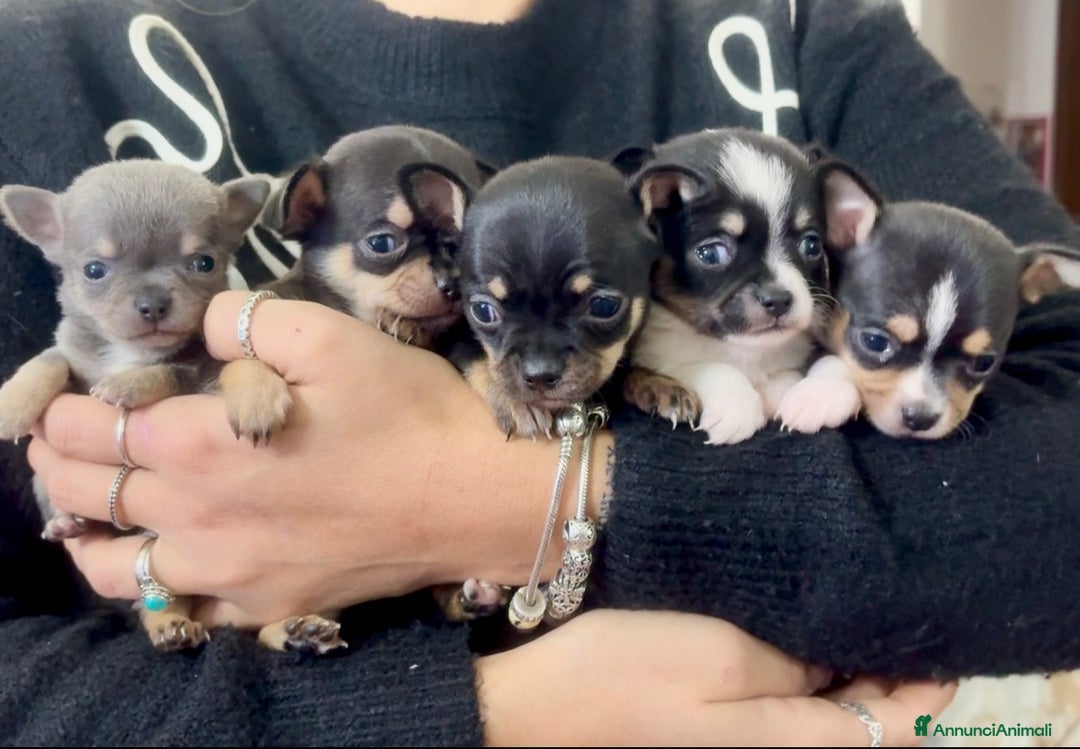 Chihuahua cani in vendita: Chihuahua  - Annuncio 8