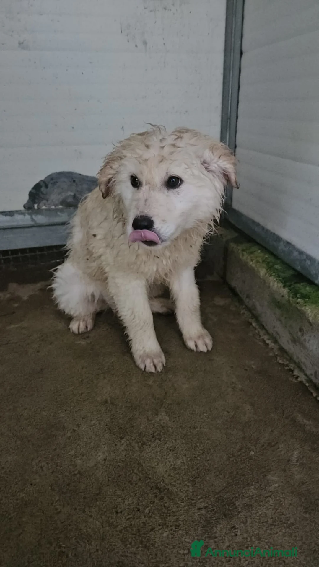 Meticcio cani in regalo: Snow: 4 mesi taglia grande  - Annuncio 9