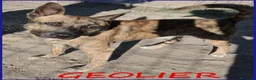 Meticcio cani in regalo: GEOLIER giovane aspettava chi l'ha abbandonato - Annuncio 6