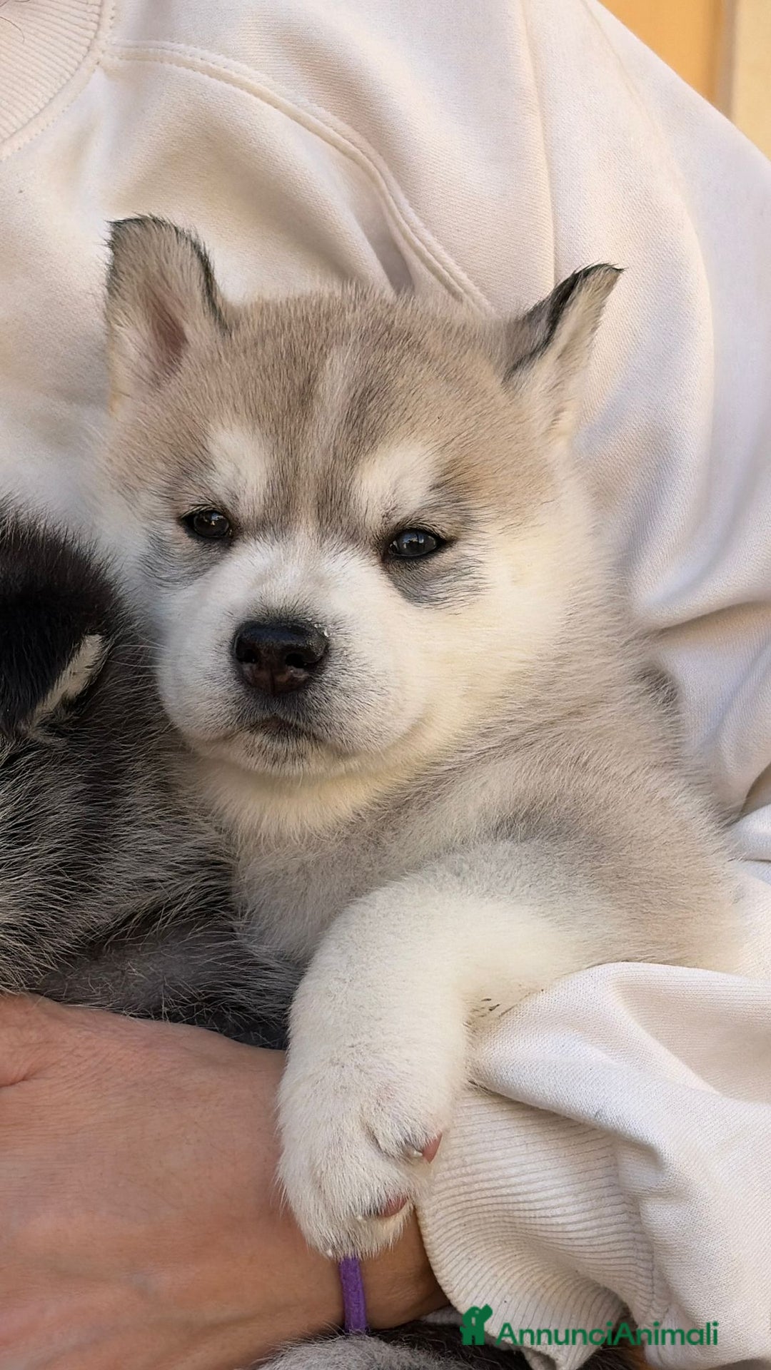 Husky cani in vendita: cuccioli Siberian Husky con pedigree enci - Annuncio 9