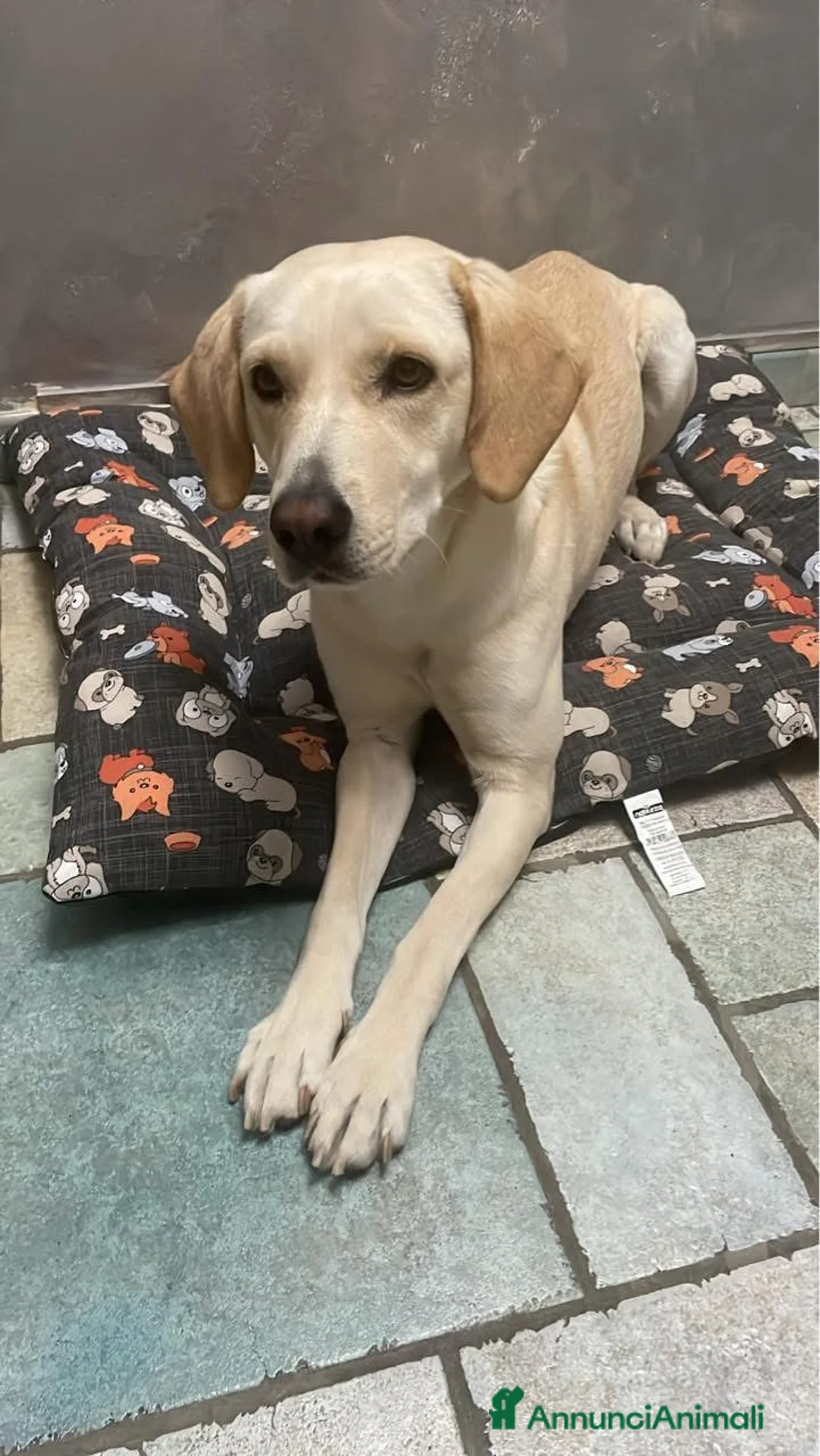 Meticcio cani in regalo: ❤️ CERCHIAMO UNA NUOVA FAMIGLIA PER ARIEL a Provincia di Modena - Annuncio 2