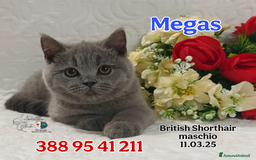 British gatti in vendita: British Shorthair cuccioli  a Città metropolitana di Roma Capitale - Immagine 9
