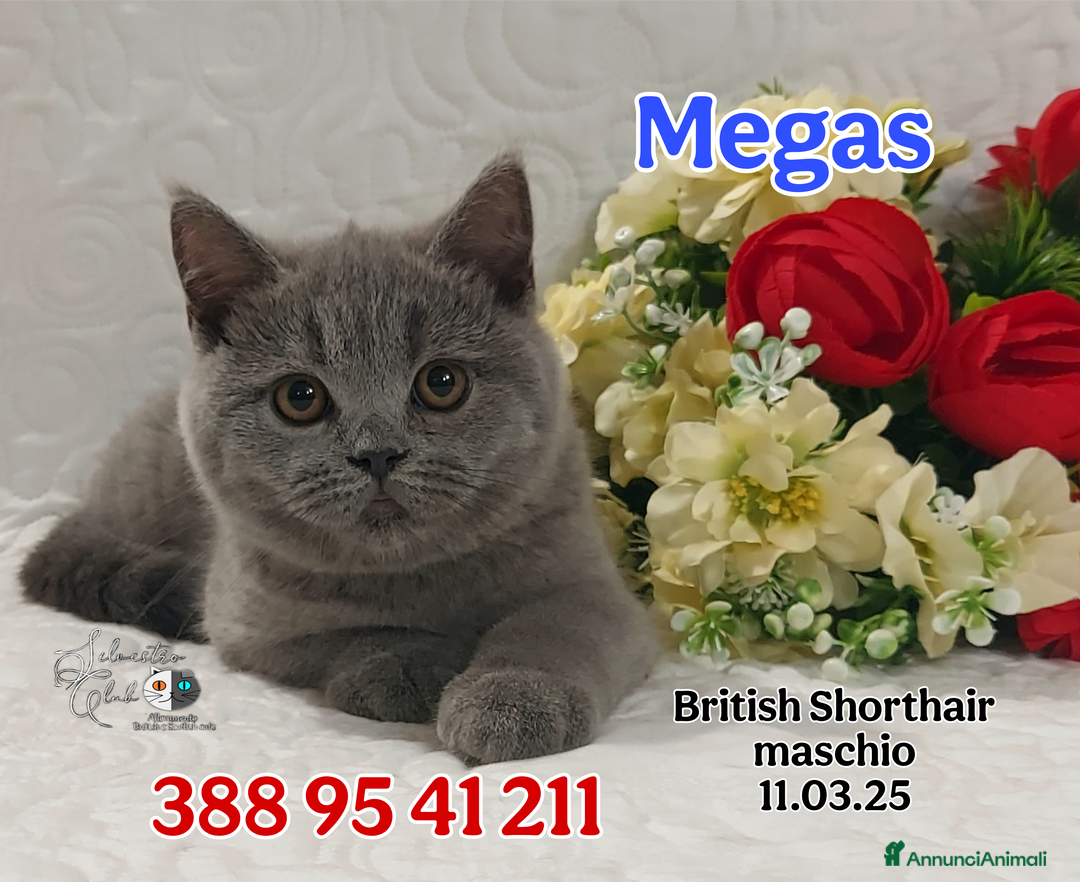 British gatti in vendita: British Shorthair cuccioli  a Città metropolitana di Roma Capitale - Immagine 9