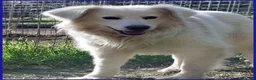 Meticcio cani in regalo: UFFA giovane e bellissima tg media - Annuncio 2