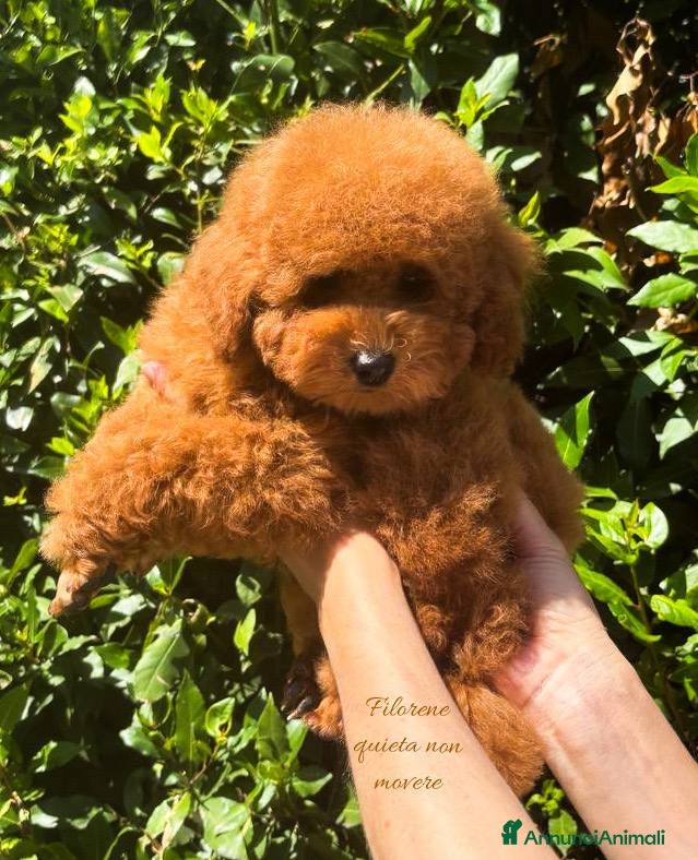 Barboncino Toy cani Cucciolo fulvo 3 mesi  - Annuncio 1